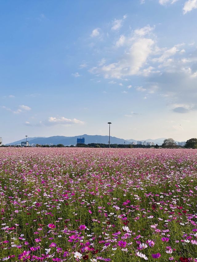 대구에서 코스모스밭을 보고 싶다면?🌸