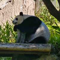 Vườn thú Đài Bắc