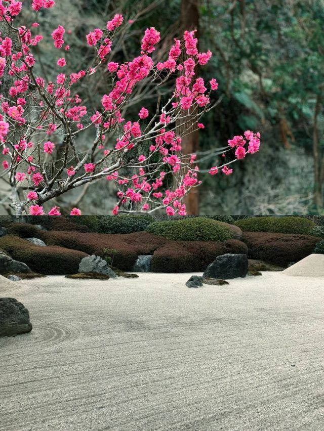 【明月院】鎌倉にあるモダンでシックなお寺🫶🏼🖤🫧【神奈川県】