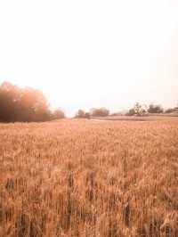 🌾🌾ทุ่งข้าวบาร์เลย์และข้าวสาลี 🌾🌾