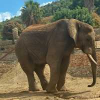Zoo Safari in Fasano, beautiful experience 