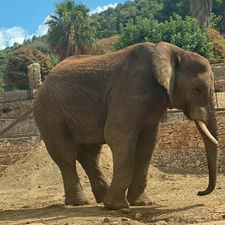 Зоопарк Сафари в Фазано, незабываемые впечатления