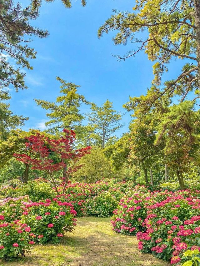 5월부터 시작되는 제주 수국시즌🌸