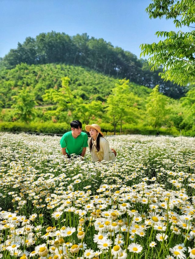 노랑 금계국이 어여쁜 함안 악양생태공원🌼