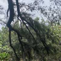 湖西鄉林投村林投公園