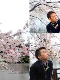 下雨天的櫻花樹 吉祥寺井之頭公園