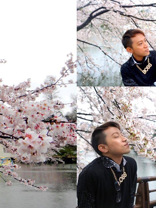 下雨天的櫻花樹 吉祥寺井之頭公園