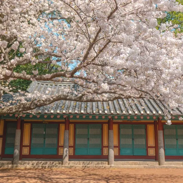 제주에서 봄&겨울 산책하기 좋은  곳"삼성혈"