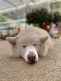 Puppy farm - cutest puppies in Dalat 