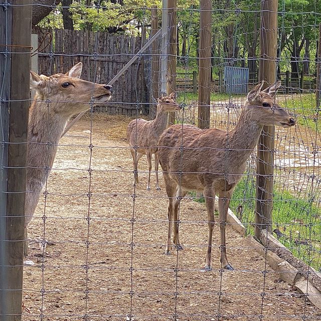 튤립🌷이 한가득 피어있는 “서울숲” 🌳
