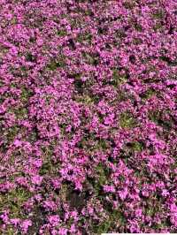 【山梨】富士山と桜が同時に見れる「富士芝桜まつり」🗻🌸