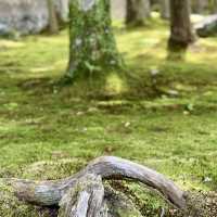 【京都】緑あふれる苔寺「西芳寺」