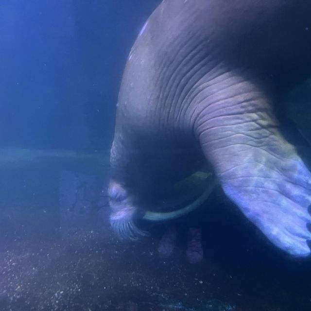 日本最大水族館❤️親子遊推介