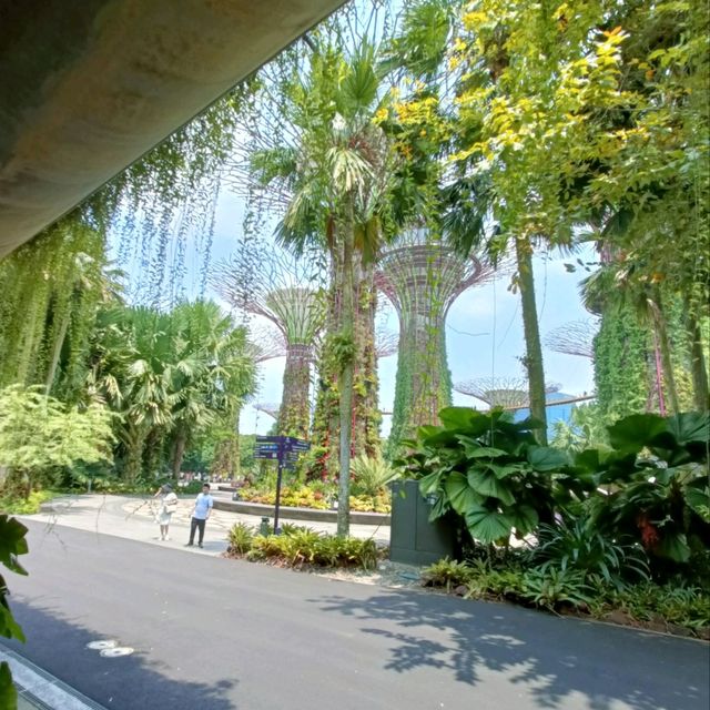 Supertrees in Gardens by the Bay