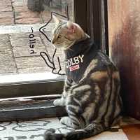 Celebrating Malaysia's Heritage with Cats