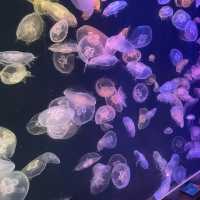 城市中的水母館 🪼 浩海立方·探遊館