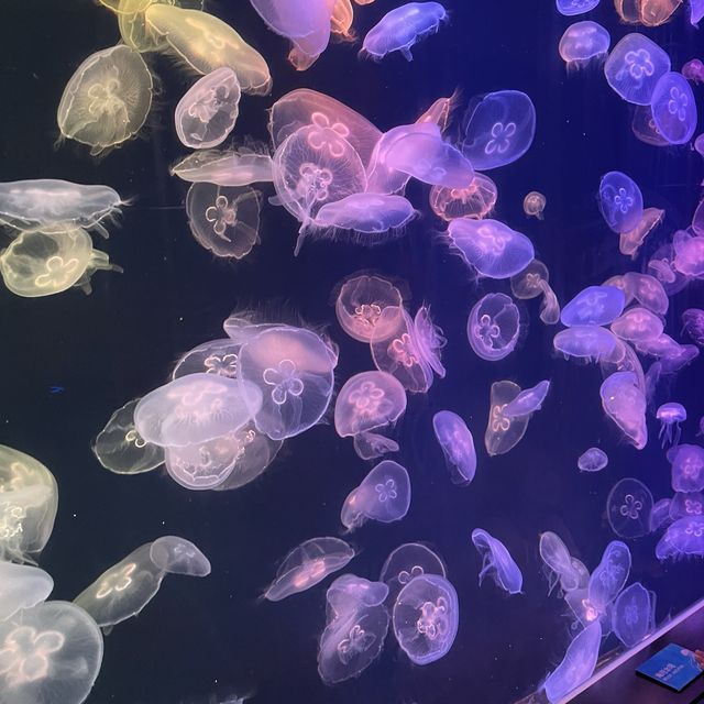 城市中的水母館 🪼 浩海立方·探遊館