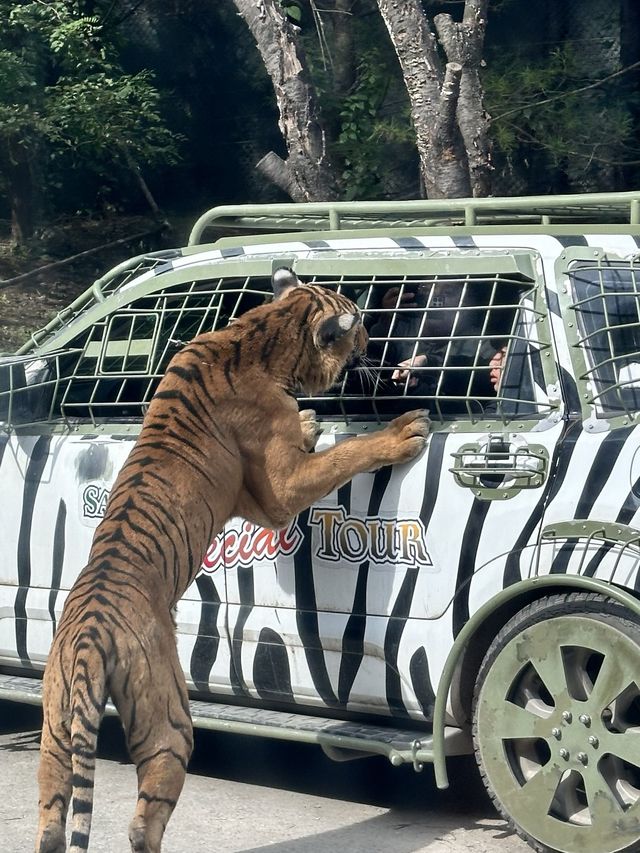 귀여운 동물들을 맘껏 볼 수 있는 에버랜드 사파리🐯