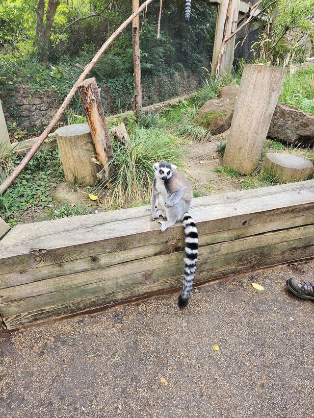 London Zoo