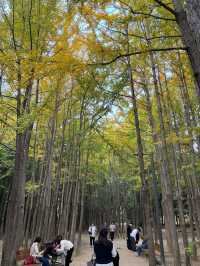 ตอนรับฤดู Autumn ที่ Seoul Forest 🍁🍂