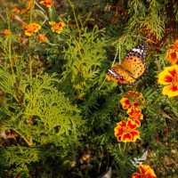 The Beauty of Damyang Meta Provence