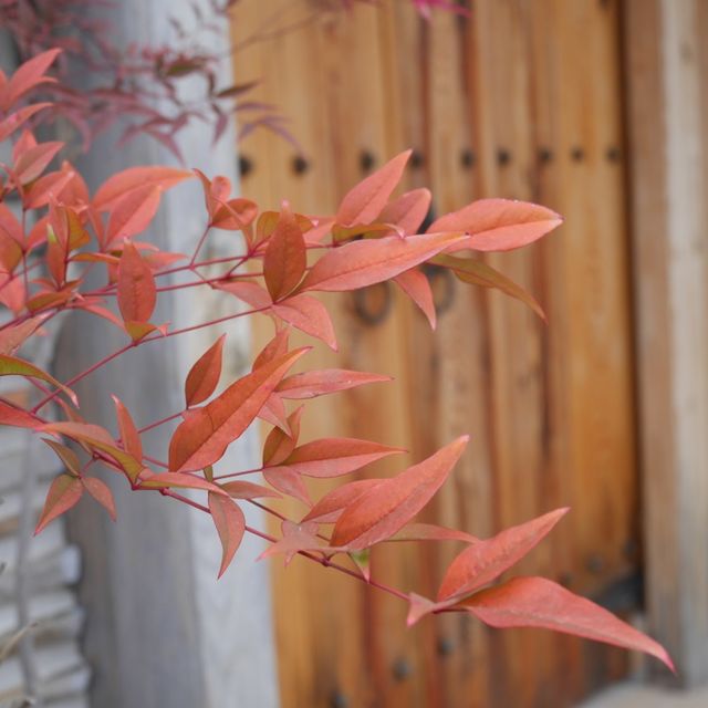 首爾近郊韓屋村