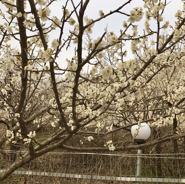 양산 원동 매화축제 순매원❣️