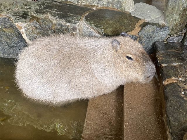 可極近距離接觸動物❤️可愛到融化了