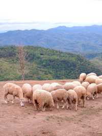 Akha Farmville ฟาร์มแกะ