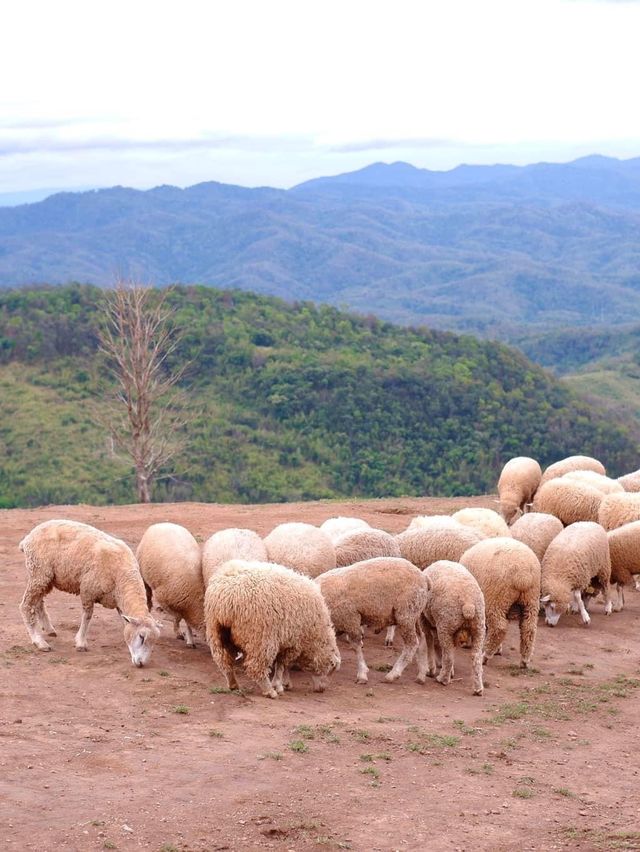 Akha Farmville ฟาร์มแกะ