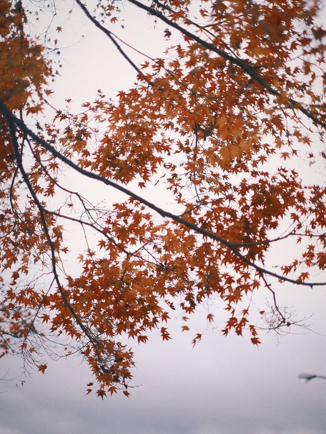 日本九州 | 一定要來一次志高湖🍁🦢