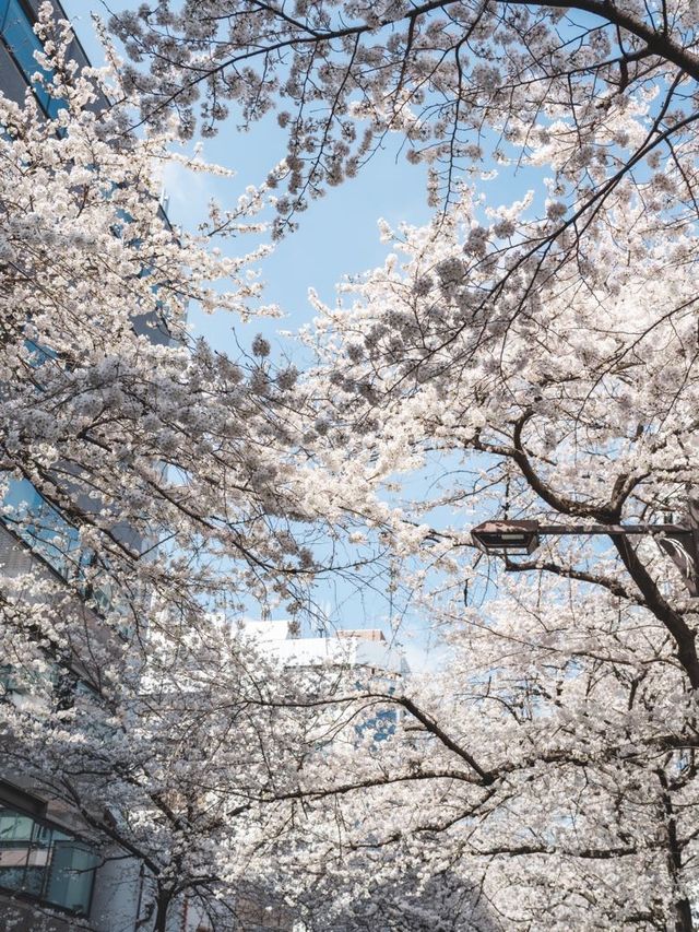 一生に一度は行ってほしい！日本橋の桜並木