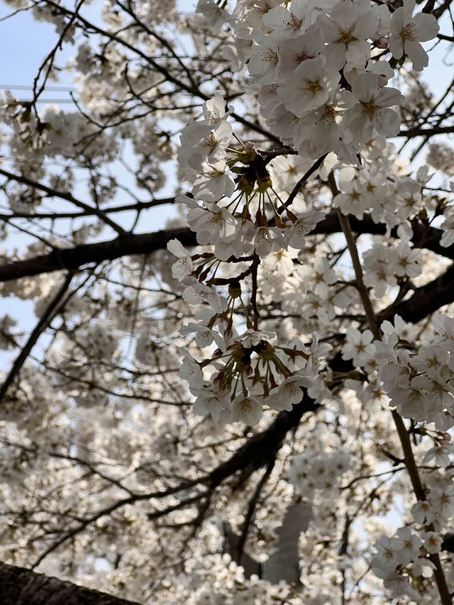 청주의 석촌호수 바이브, 자꾸만 가고싶은 벚꽃길🌸