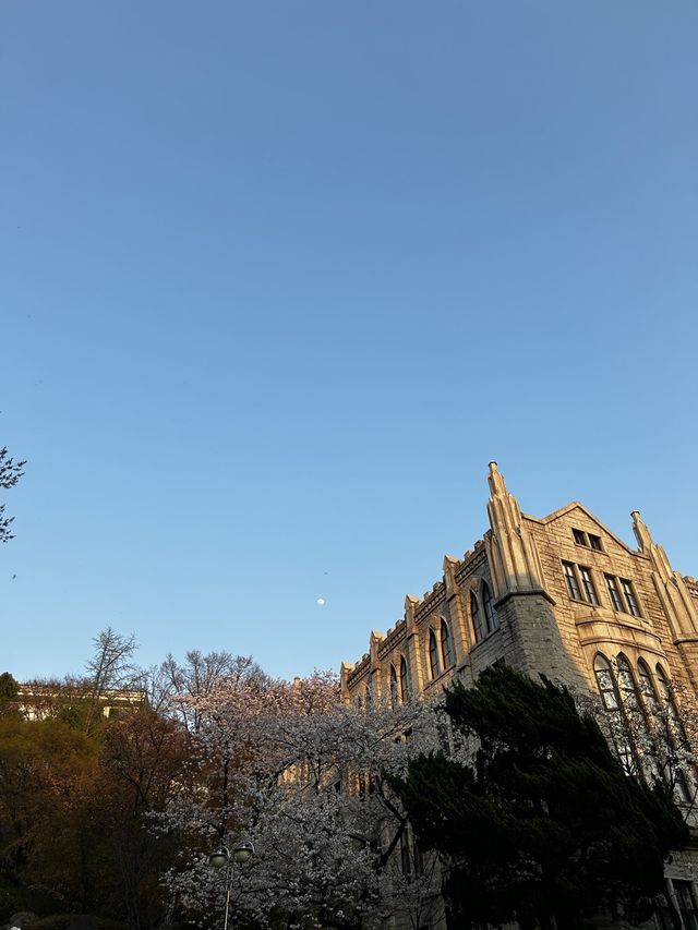 꽃놀이 명소 경희랜드! 