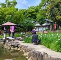 เทศกาลดอกไอริส 花じょうぶ祭