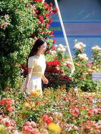 서울 올림픽공원 장미축제🌹