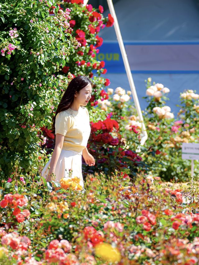 서울 올림픽공원 장미축제🌹