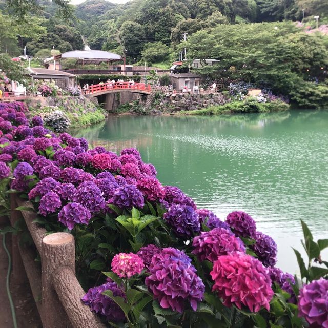 愛知県蒲郡市“あじさいの里”