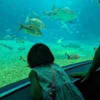 【巨大水槽を浅瀬から深層まで眺める】水族館