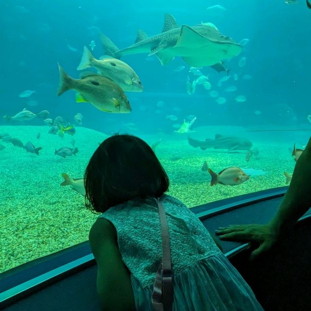 【巨大水槽を浅瀬から深層まで眺める】水族館