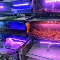 🇲🇾 Seafood Restaurant 🦐🦞 near Legoland 