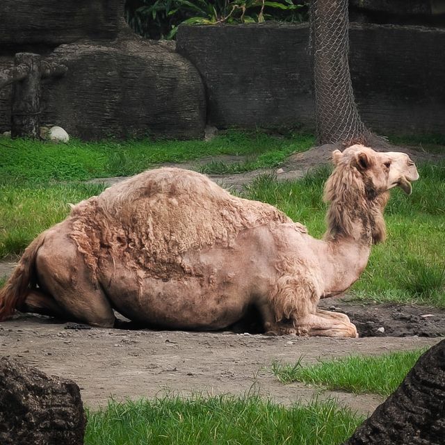 臺北市動物園｜多元化的園區｜