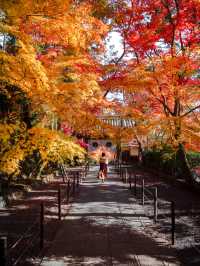【まだ紅葉が物足りない！🍁】12月に見ることができる紅葉スポット紹介！全国編！🗺️