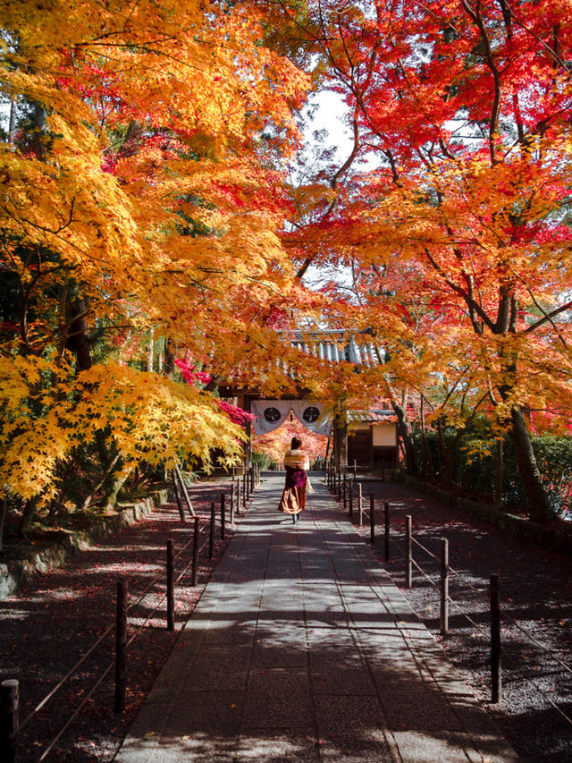 【まだ紅葉が物足りない！🍁】12月に見ることができる紅葉スポット紹介！全国編！🗺️
