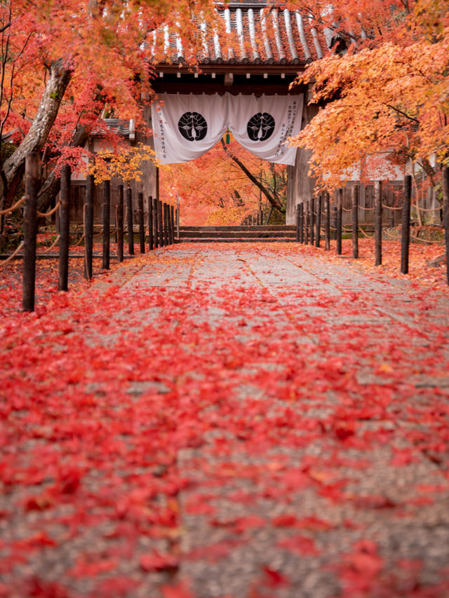 【まだ紅葉が物足りない！🍁】12月に見ることができる紅葉スポット紹介！全国編！🗺️