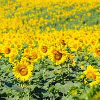 ทุ่งทานตะวัน ไร่มณีศร
