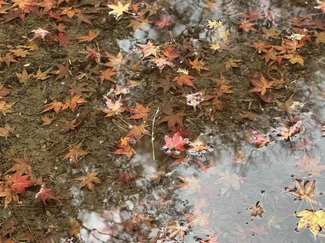 CoStudio | 舊竹林院 - 小琉璃光院の美しさと静けさ🍁🌿