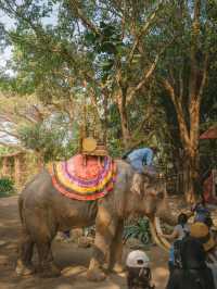 파타야 핫플 코끼리가 살고있는 몽창카페 🐘