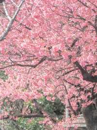 【東京】品川の龍神さま・寒緋桜がいま見頃の荏原神社