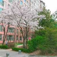 Cherry blossom Pangyo Techno Valley